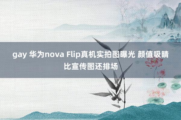 gay 华为nova Flip真机实拍图曝光 颜值吸睛比宣传图还排场